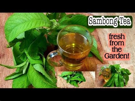 How To Drink Sambong .